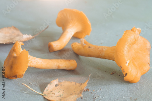 chanterelle mushrooms (Cantharēllus cibārius) lie on the table, close-up