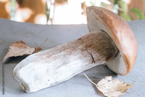 white mushroom (Bolétus edúlis) lying on the table, close-up