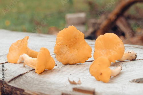 chanterelle mushrooms (Cantharēllus cibārius) lie on the table, close-up