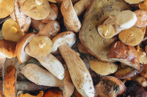 background of forest wild mushrooms, close-up