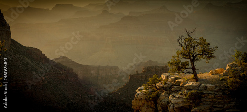 Billede på lærred Lone tree in Grand Canyon at sunset