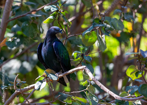 The Nicobar pigeon Caloenas nicobarica sitting on branch over bushy tree leafs. Beautiful colorful exotic Asian birds in trees present wildlife lifestyle in tropical forests. A close up of a dove