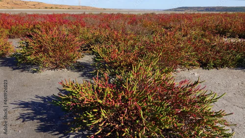 Сommon glasswort, glasswort (Salicornia europaea), succulent plant with red pigment in autumn on the banks of the Kuyalnitsky estuary, Ukraine Сommon glasswort, glasswort (Salicornia europaea), succulent plant with red pigment in autumn on the banks of the Kuyalnitsky estuary, Ukraine