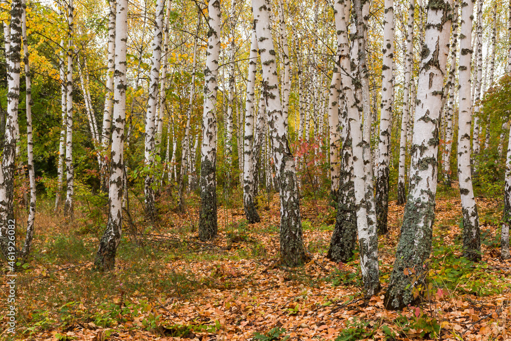 Beautiful birch forest autumn. Golden calm Russian landscape. Yellow leaves, slender white black tree trunks. The concept of golden autumn, the atmosphere of walking in the forest. Landscape no people Beautiful birch forest autumn. Golden calm Russian landscape. Yellow leaves, slender white black tree trunks. The concept of golden autumn, the atmosphere of walking in the forest. Landscape no people