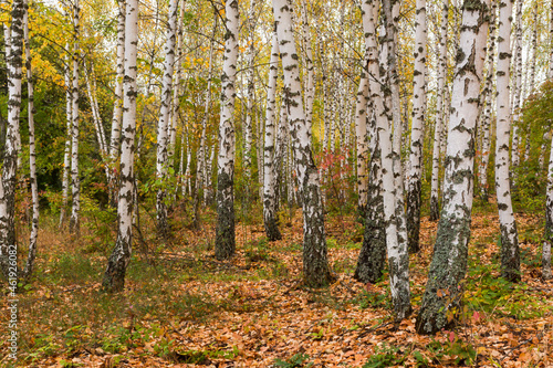 Beautiful birch forest autumn. Golden calm Russian landscape. Yellow leaves, slender white black tree trunks. The concept of golden autumn, the atmosphere of walking in the forest. Landscape no people