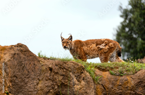 boreal lynx changing its fur