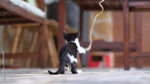 Charming kitten playing on veranda photo