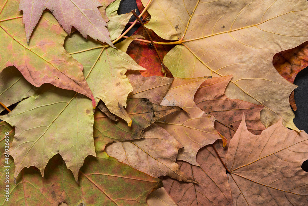 autumn leaves background autumn leaves background