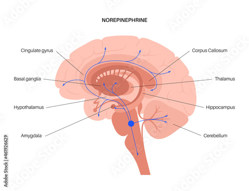 Norepinephrine hormone pathway