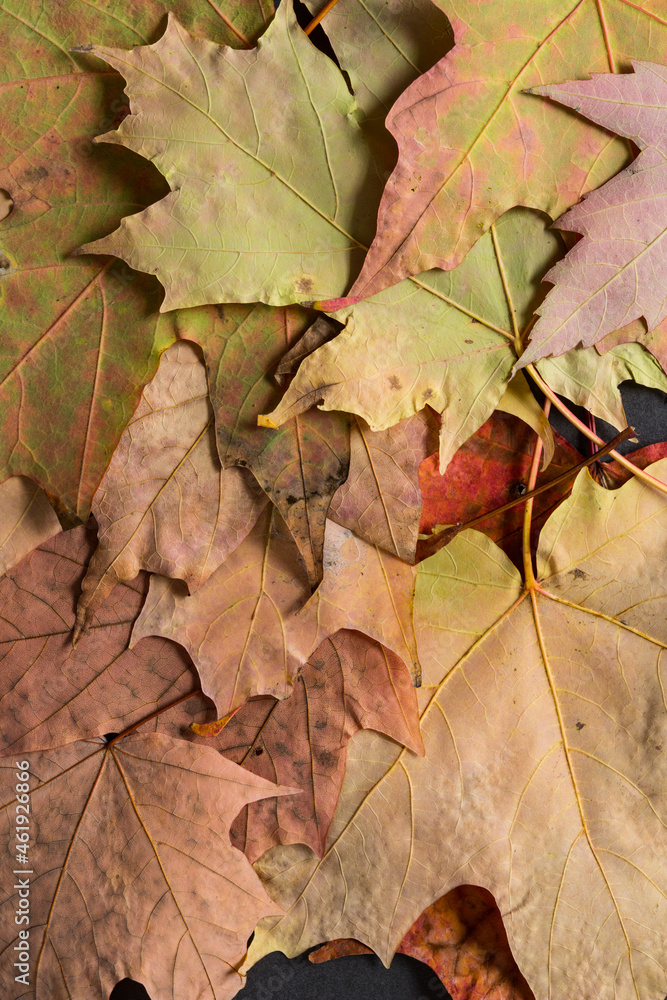 autumn leaves background autumn leaves background