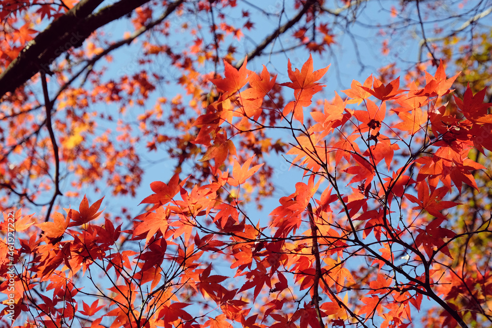 Red leaves of the Japanese Acer in autumn, Surrey, UK Red leaves of the Japanese Acer in autumn, Surrey, UK
