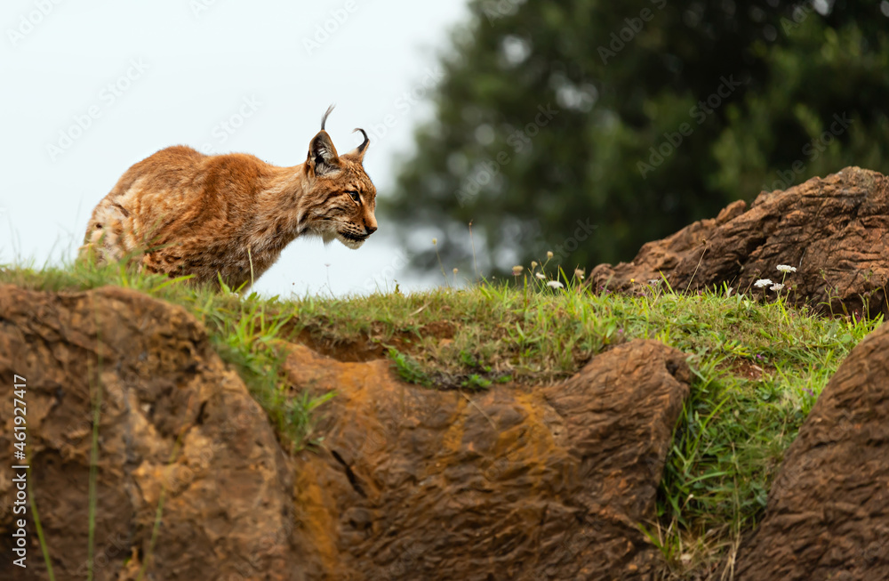Obraz premium boreal lynx observing from the top of a rock