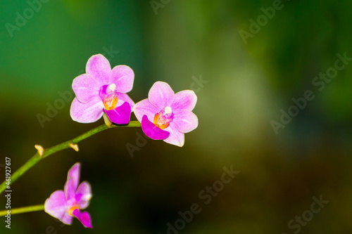 Fototapeta Naklejka Na Ścianę i Meble -  Pink flower of a Vietnamese orchid species