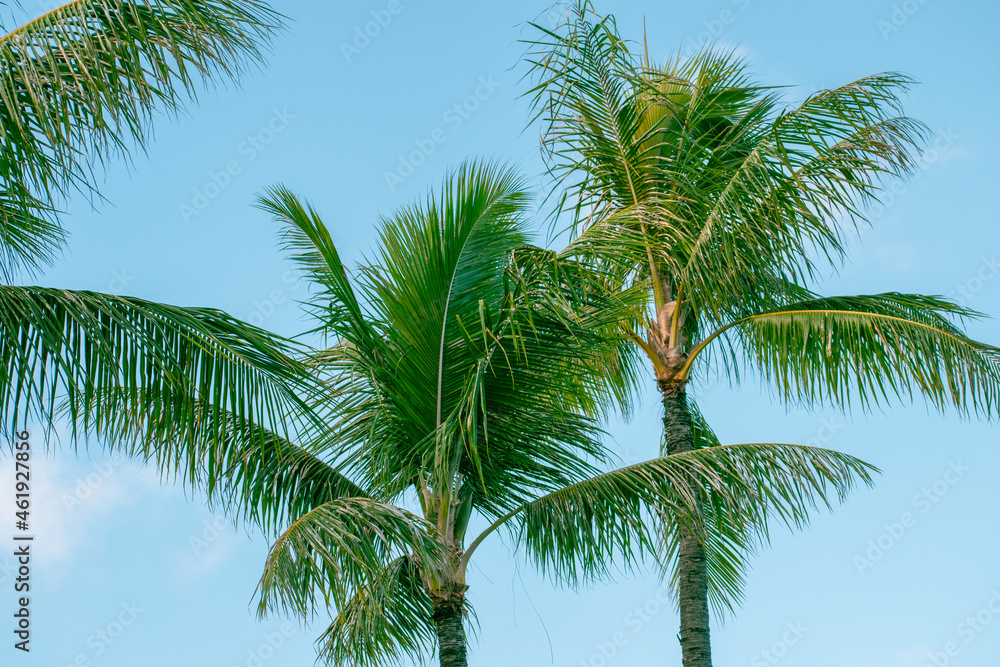 palm tree and blue sky, coconut trees palm tree and blue sky, coconut trees