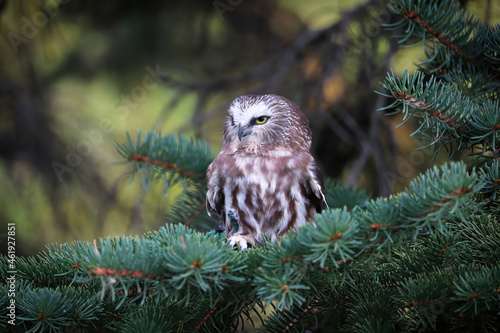 A Norther Saw Whet Owl in a spruce tree photo