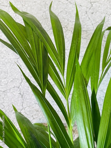 close up of green leaves