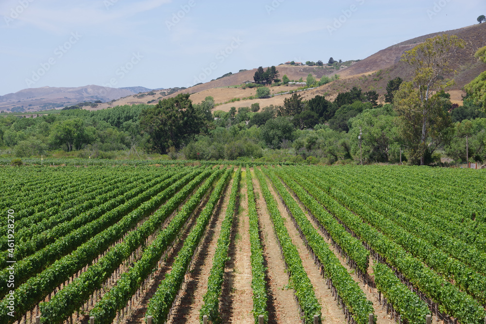 View of a vineyard with straight rows of green vine plants on a summer day in California’s wine region