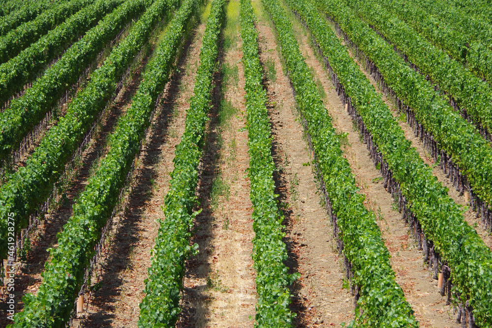 View of a vineyard with straight rows of green vine plants on a summer day in California’s wine region