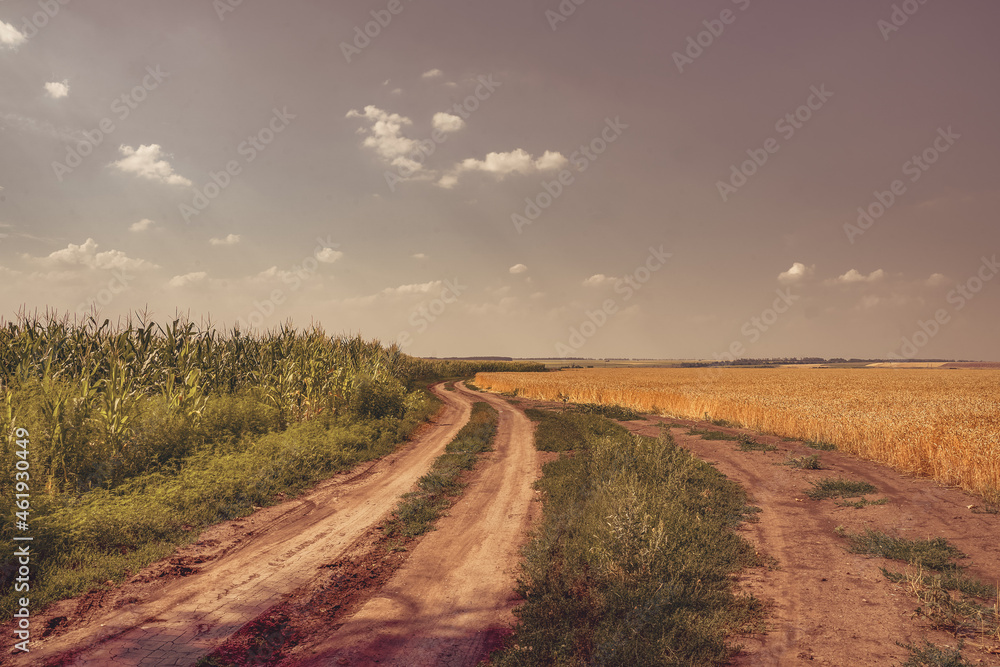 Dirt road between corn and wheat fields. Growing ecological corn. Ecological grain. Ecological wheat. Selective focus, blurred backgraund.