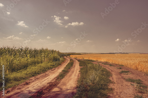 Dirt road between corn and wheat fields. Growing ecological corn. Ecological grain. Ecological wheat. Selective focus, blurred backgraund.