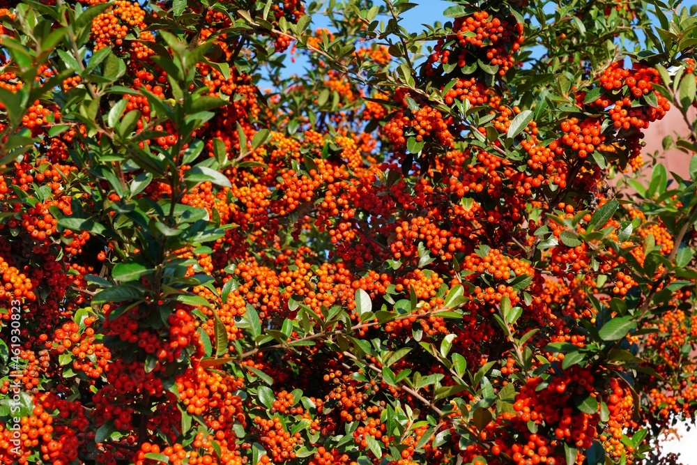 Pyracantha (firethorn) branch with red berry pomes Pyracantha (firethorn) branch with red berry pomes