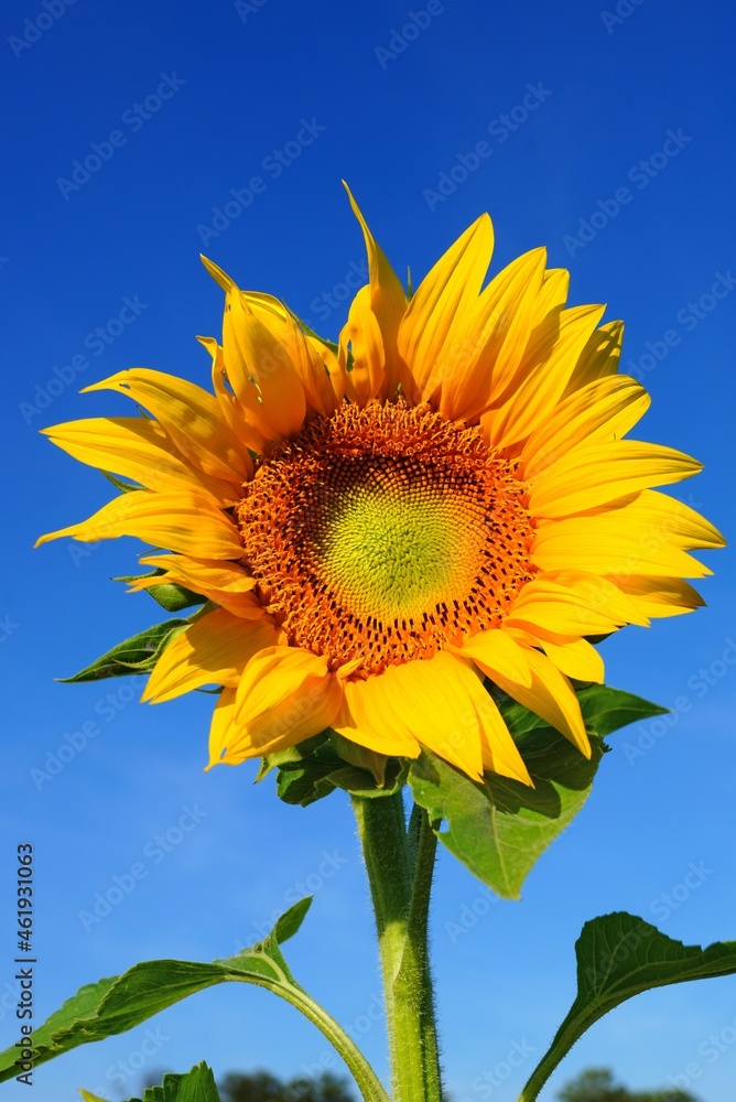 A yellow sunflower (helianthus) in summer A yellow sunflower (helianthus) in summer