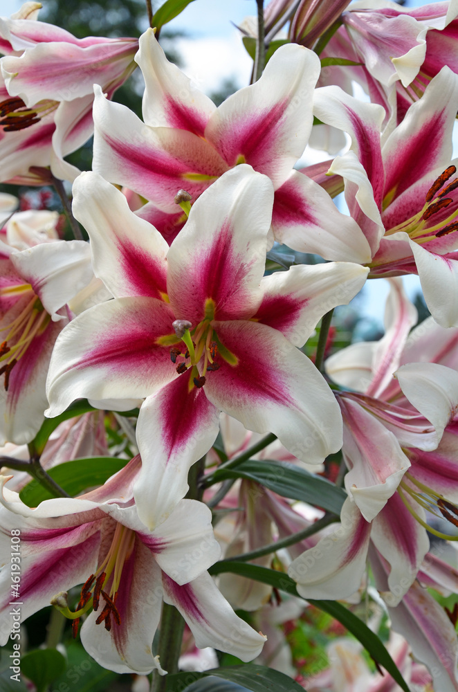 Obraz premium Pink and white stargazer lily beauty