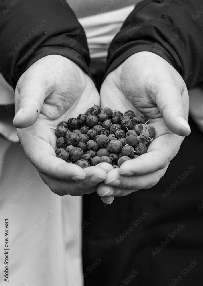 person holding a handful of blueberries person holding a handful of blueberries
