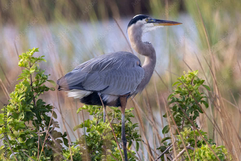 Fototapeta premium Great blue heron perched on a tree at the wetlands