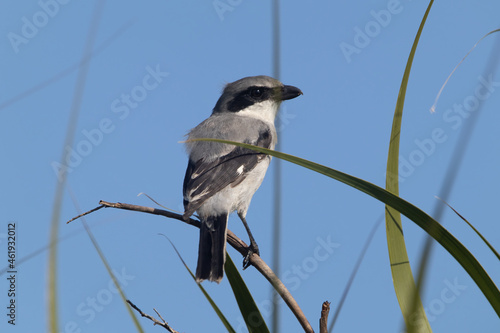 Loggerhead Shrike perched on a stick photo