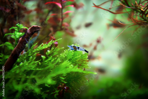 Neocaridina Freshwater Shrimp, dwarf shrimp in the aquarium. Animal macro, close up photography with a focus gradient and soft background. Aquascaping 