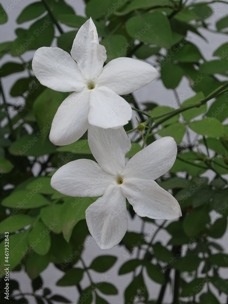 PLANTA. JAZMÍN (JAZMINUM). DOS FLORES BLANCAS DE CINCO PÉTALOS. PEQUEÑAS HOJAS VERDES. FONDO BLANCO. PLANTA. JAZMÍN (JAZMINUM). DOS FLORES BLANCAS DE CINCO PÉTALOS. PEQUEÑAS HOJAS VERDES. FONDO BLANCO.