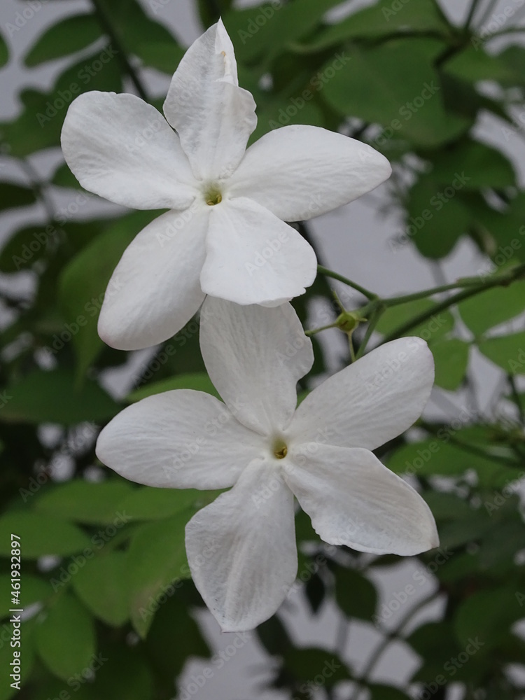 PLANTA. JAZMÍN (JAZMINUM). DOS FLORES BLANCAS DE CINCO PÉTALOS. PEQUEÑAS HOJAS VERDES. FONDO BLANCO. PLANTA. JAZMÍN (JAZMINUM). DOS FLORES BLANCAS DE CINCO PÉTALOS. PEQUEÑAS HOJAS VERDES. FONDO BLANCO.