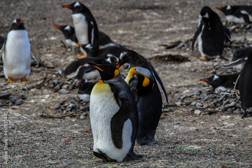 Penguins at the Haberton Resort in Ushuaia / Argentina. photo