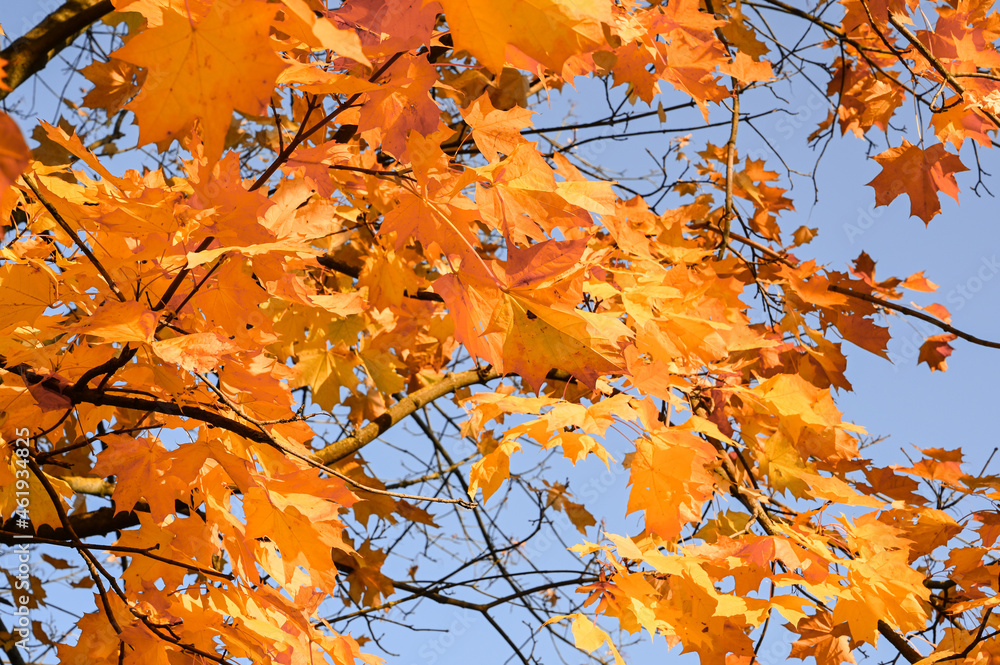 Yellow and orange maple leaves against blue sky,golden fall concept. Yellow and orange maple leaves against blue sky,golden fall concept.