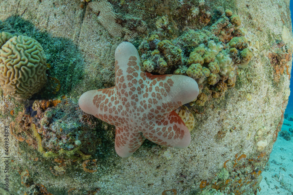 Starfish On the seabed in the Red Sea, Eilat Israel Starfish On the seabed in the Red Sea, Eilat Israel