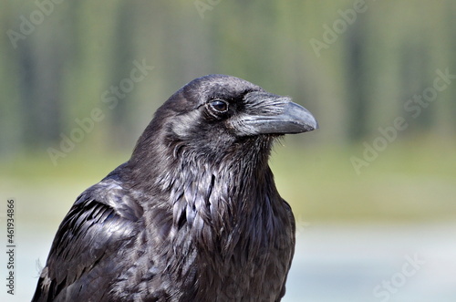 Raven in Jasper National Park, Alberta, Canada.