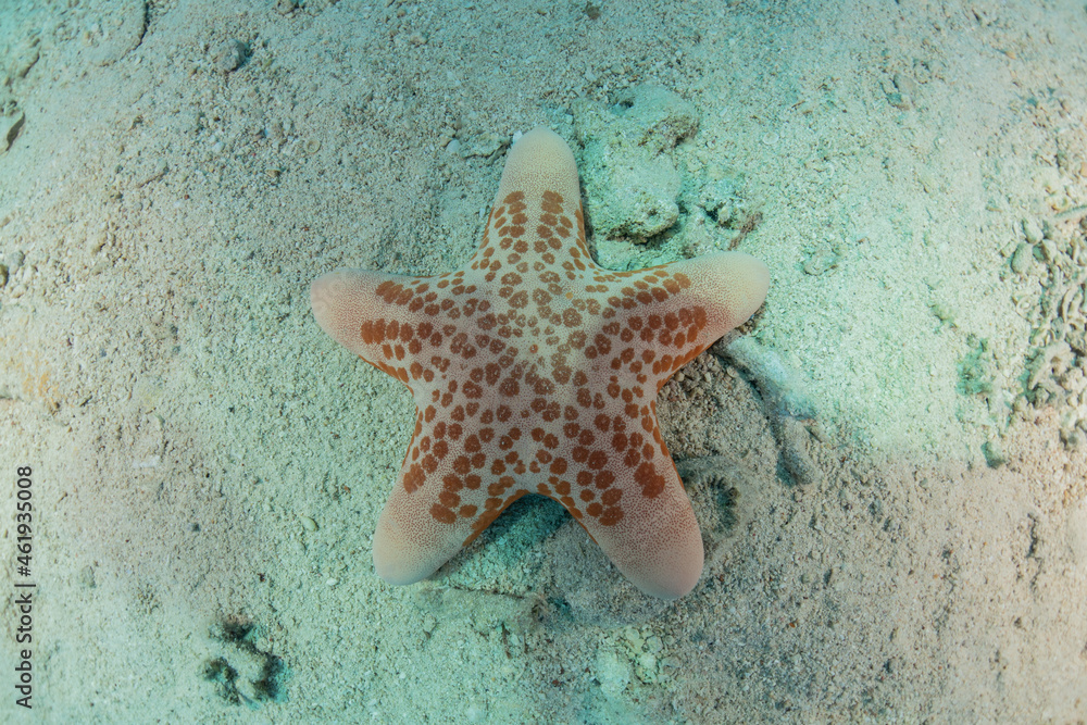 Starfish On the seabed in the Red Sea, Eilat Israel