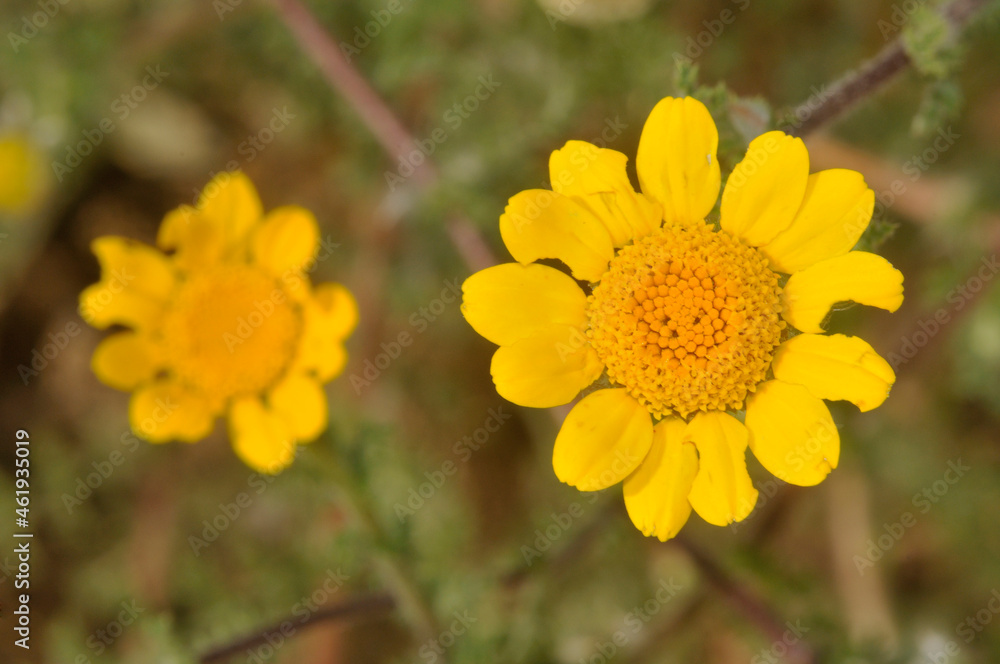 Anacyclus radiatus or Yellow Anacyclus, view from above of the yellow flowers of daisies. Anacyclus radiatus or Yellow Anacyclus, view from above of the yellow flowers of daisies.