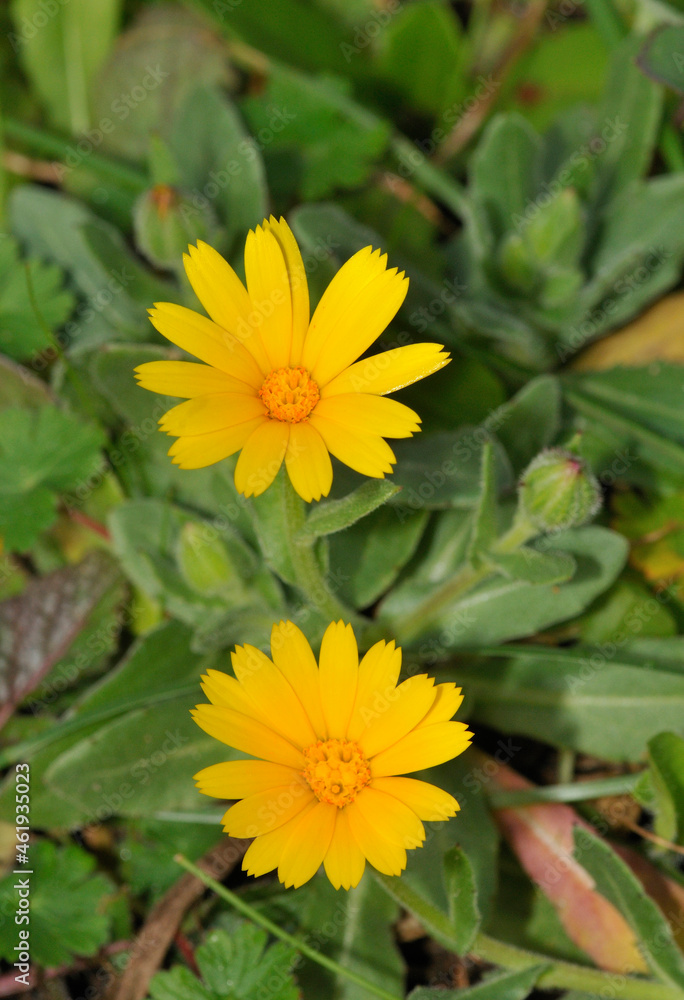 Close up view of two yellow Calendula arvensis or Field marigold flowers. Close up view of two yellow Calendula arvensis or Field marigold flowers.