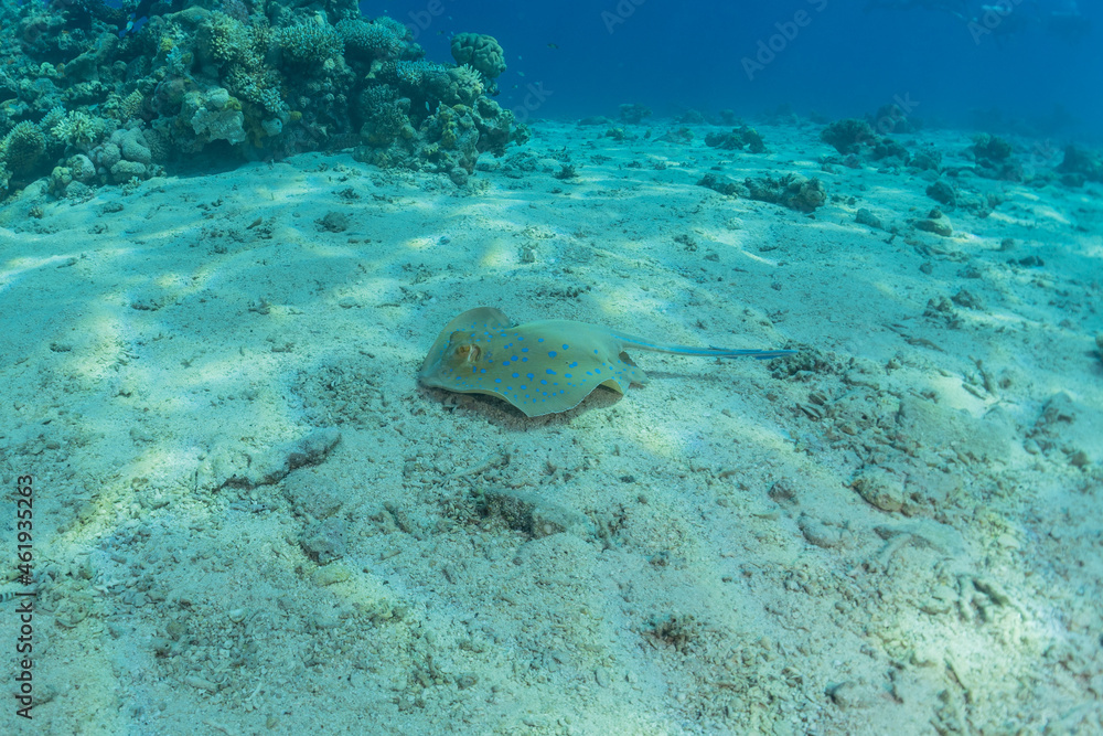 Fototapeta premium Blue-spotted stingray On the seabed in the Red Sea