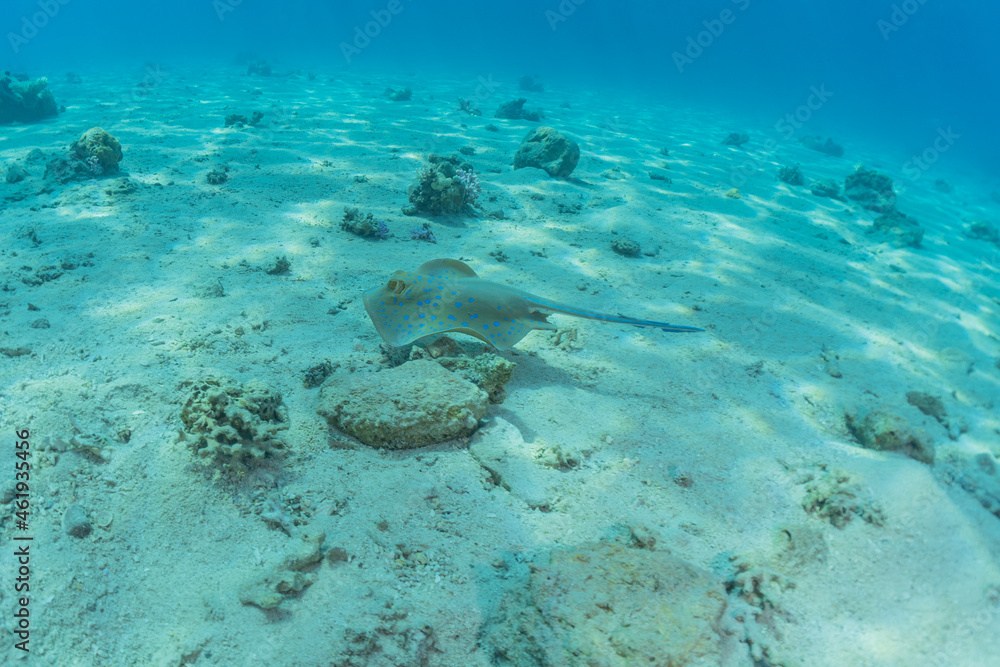 Fototapeta premium Blue-spotted stingray On the seabed in the Red Sea