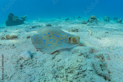 Blue-spotted stingray On the seabed in the Red Sea
