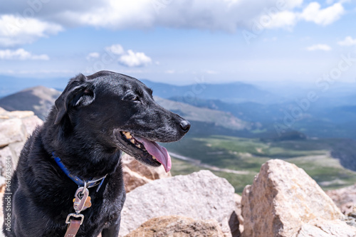 Black labrador retreiver dog on the summit of Mt. Evans, a 14er mountain in Colorado photo