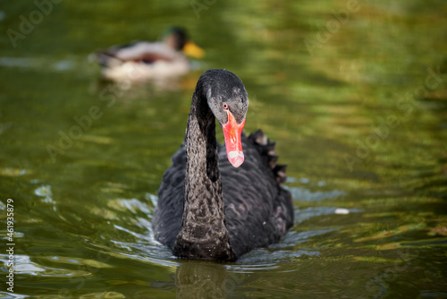 Black swan floating on the lake surface