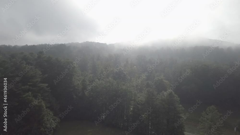 Flying over trees of foggy forest Flying over trees of foggy forest