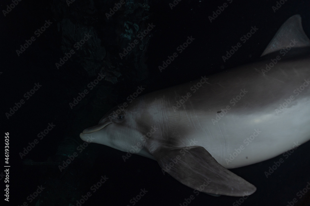 Naklejka premium Dolphin swimming in the Red Sea, Eilat Israel