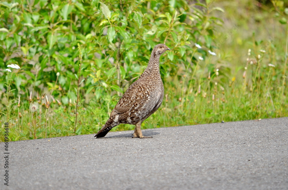 Female Spruce Grouse in summer in Jasper National Park, Alberta, Canada. Female Spruce Grouse in summer in Jasper National Park, Alberta, Canada.