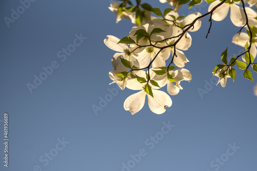 Blue sky copy-space decorated with backlit dogwood flowers, white. Spring concept.