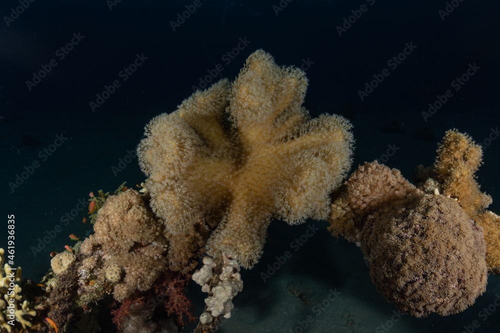 Fototapeta premium Coral reef and water plants in the Red Sea, Eilat Israel